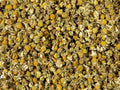 Infusion plantes camomille